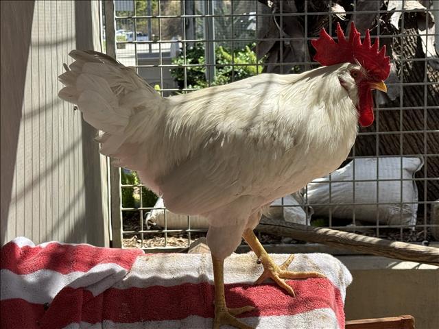LEGHORN, Adoptable, Young Male Chicken.