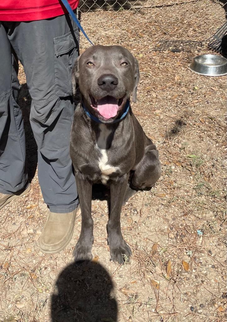 Zeus, a Adoptable mixed breed in Albany, GA image 1/4