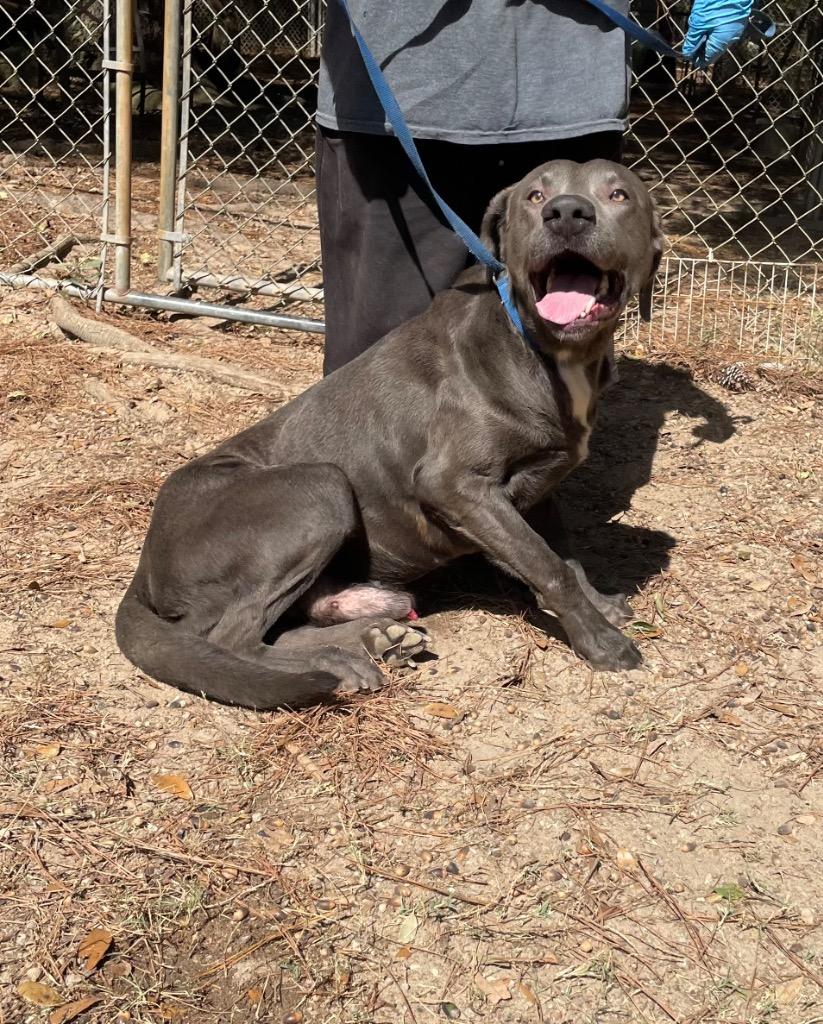 Zeus, a Adoptable mixed breed in Albany, GA image 2/4