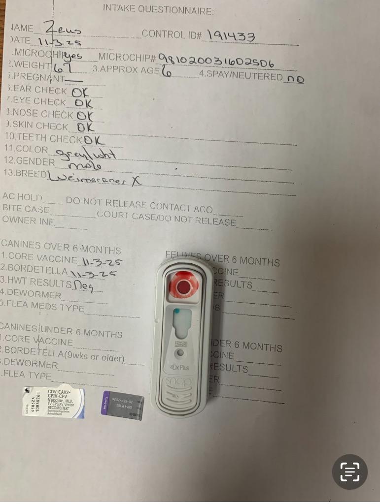 Zeus, a Adoptable mixed breed in Albany, GA image 4/4