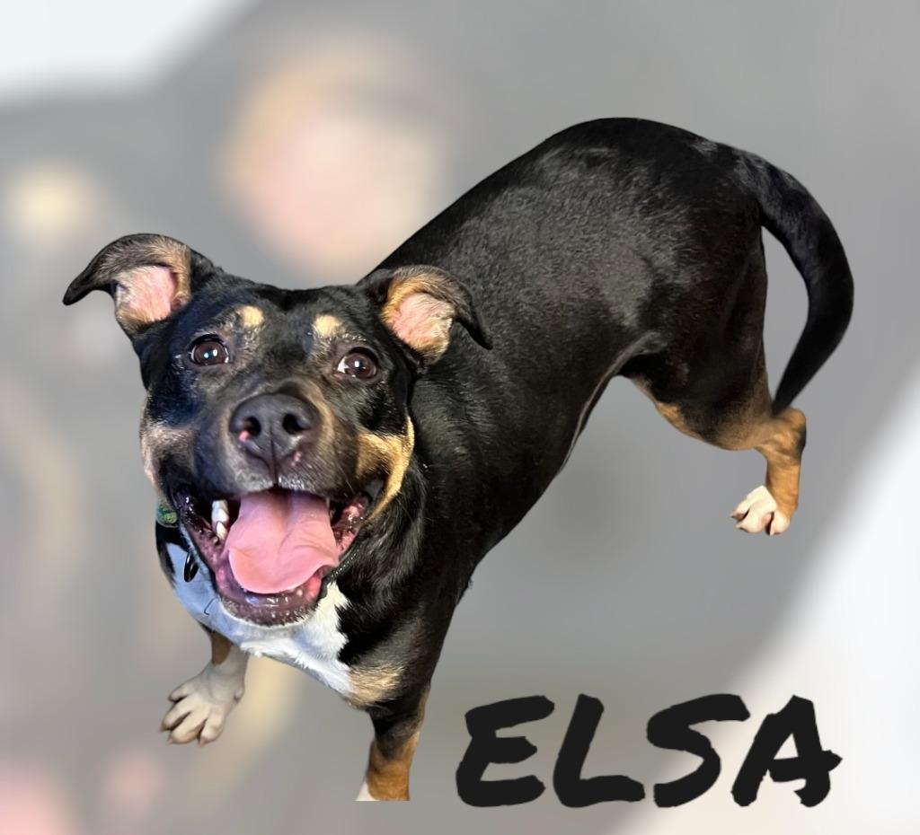 Enlarge ELSA, a Adopted mixed breed in Moberly, MO image 1/6