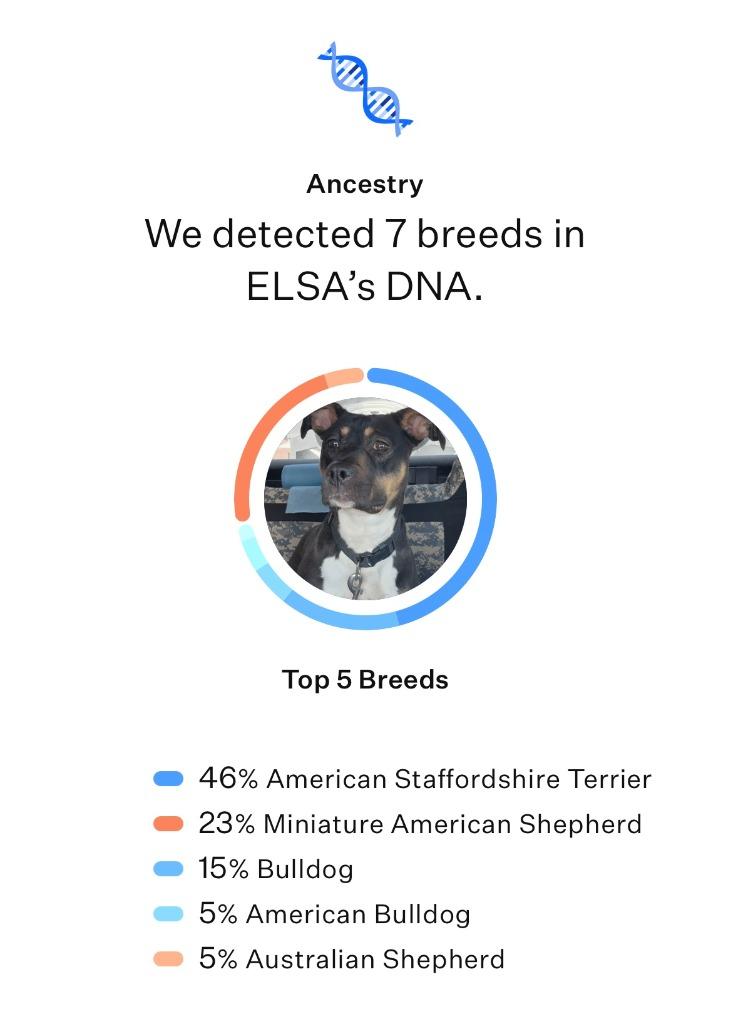 Enlarge ELSA, a Adopted mixed breed in Moberly, MO image 2/6