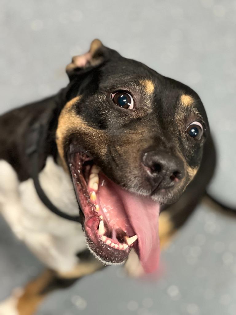 Enlarge ELSA, a Adopted mixed breed in Moberly, MO image 3/6