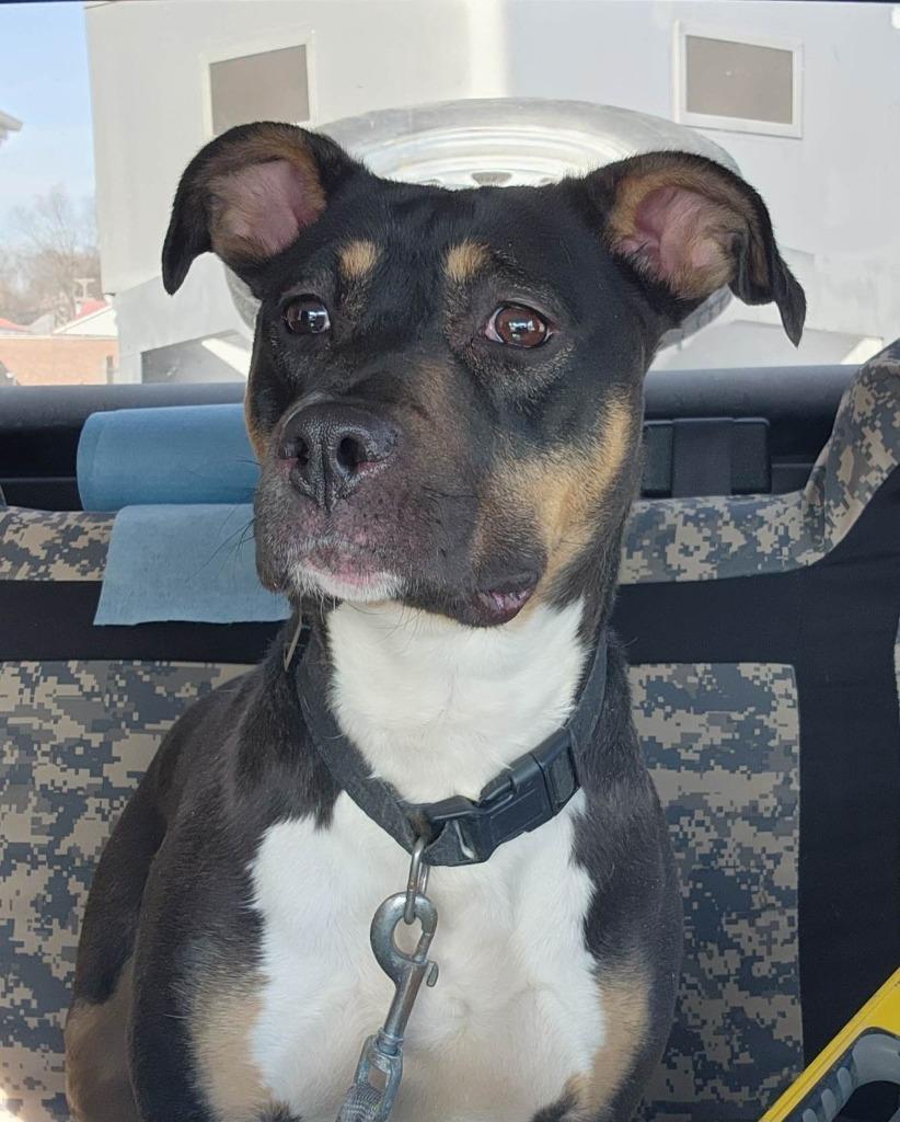 Enlarge ELSA, a Adopted mixed breed in Moberly, MO image 4/6