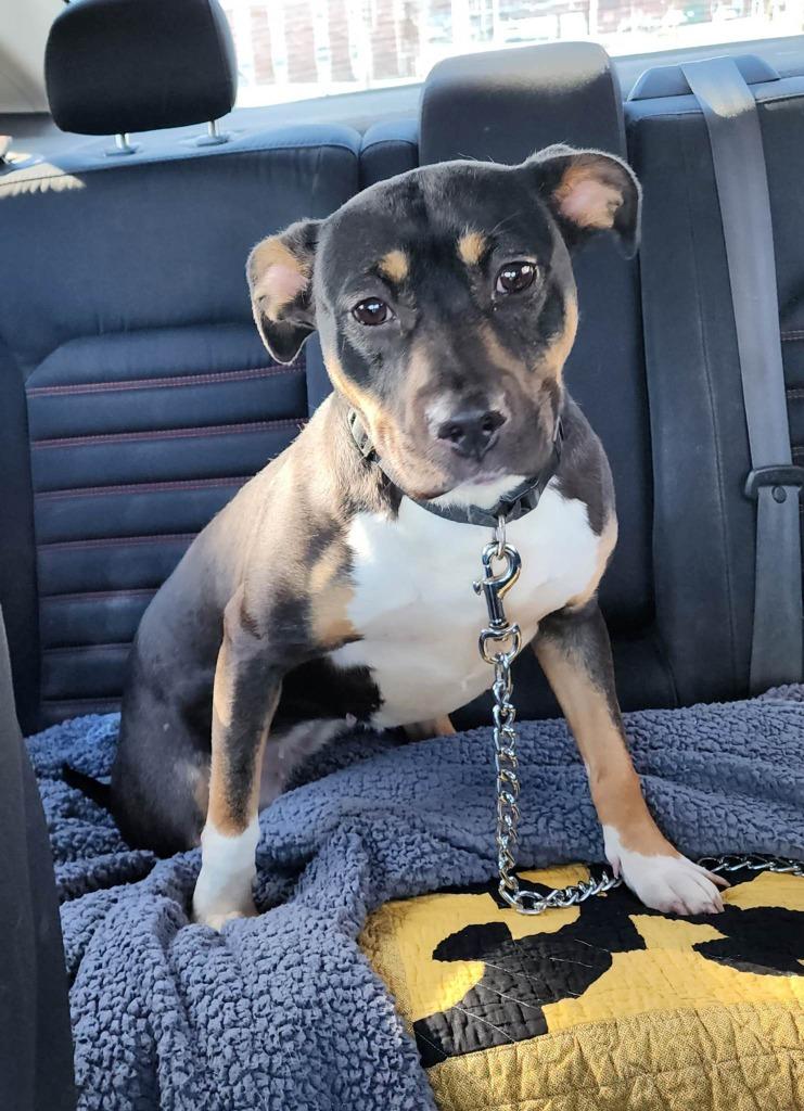 Enlarge ELSA, a Adopted mixed breed in Moberly, MO image 5/6