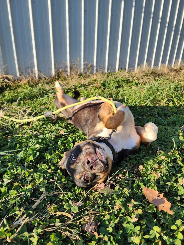 Enlarge ELSA, a Adopted mixed breed in Moberly, MO image 6/6