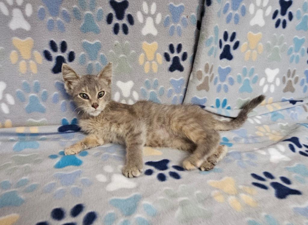 Delilah, Adoptable, Kitten Female Domestic Short Hair.