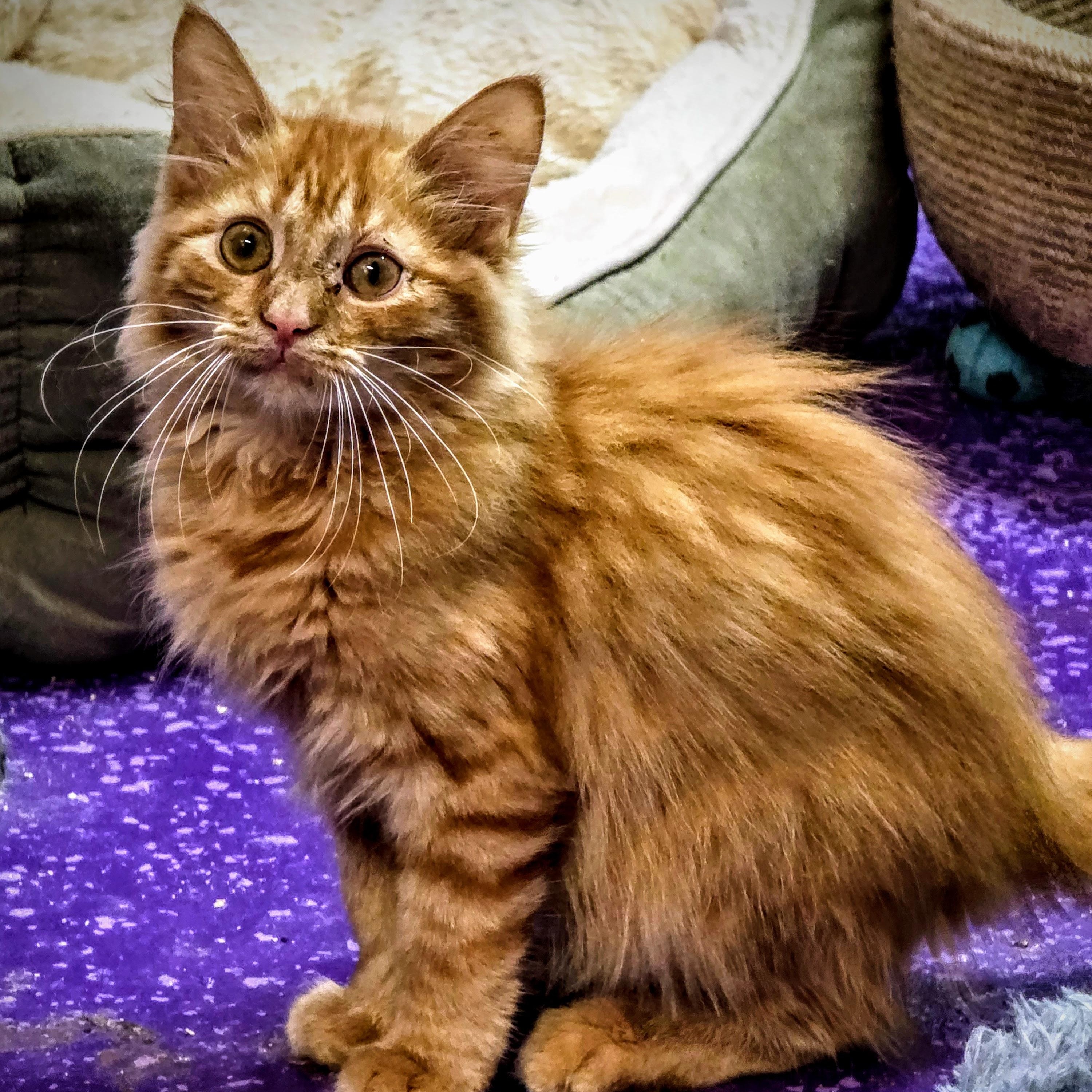 Magnus, Adopted, Kitten Male Domestic Long Hair.