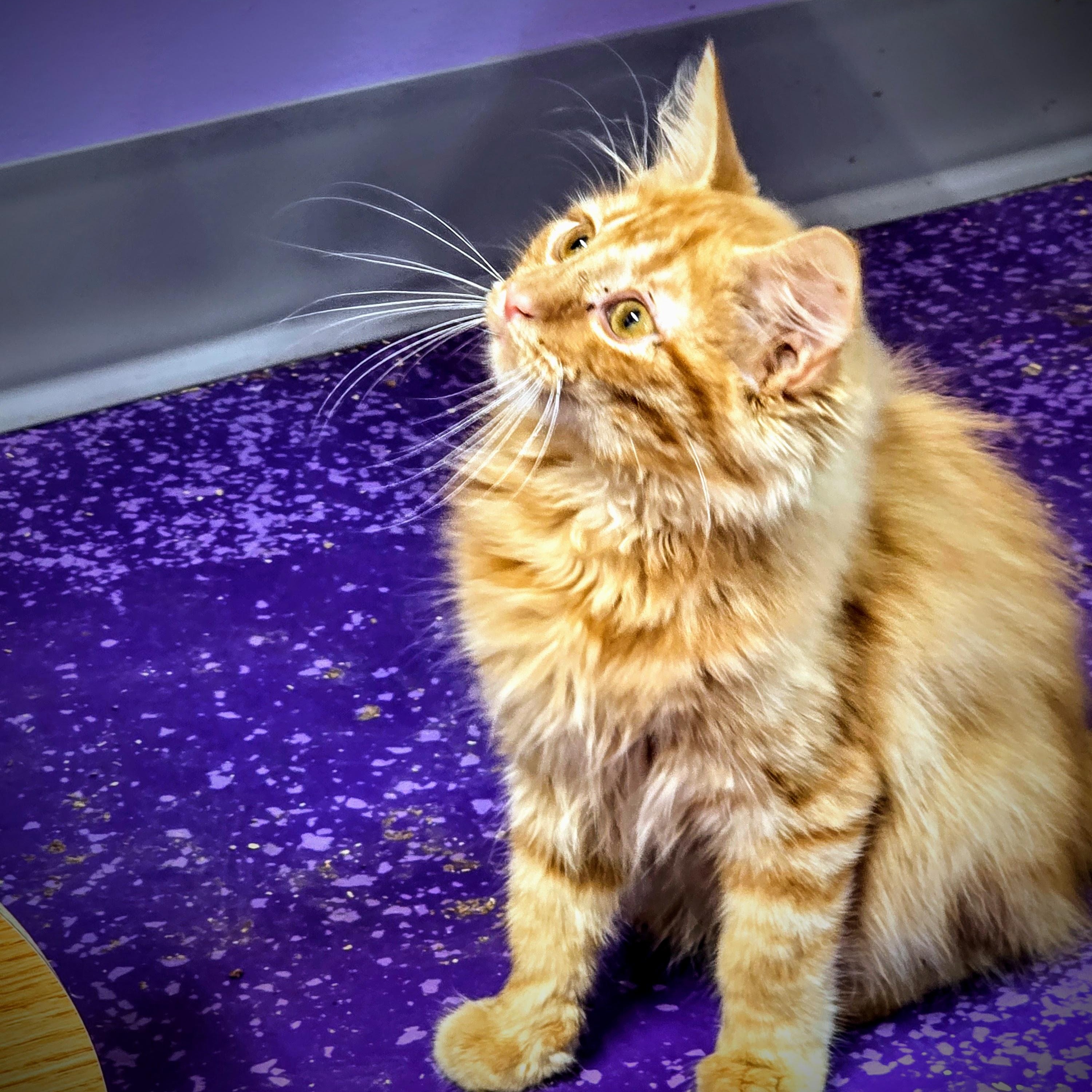 Enlarge Magnus, a Adopted Domestic Long Hair in Greensburg, PA image 2/2