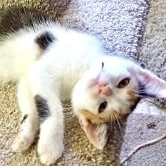 Lita female born end of April 2025 Lita is packed with personality Energetic