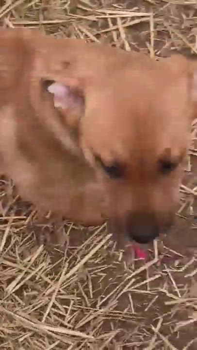 Enlarge Clark, a Adopted mixed breed in Wilmington, DE video 1/2