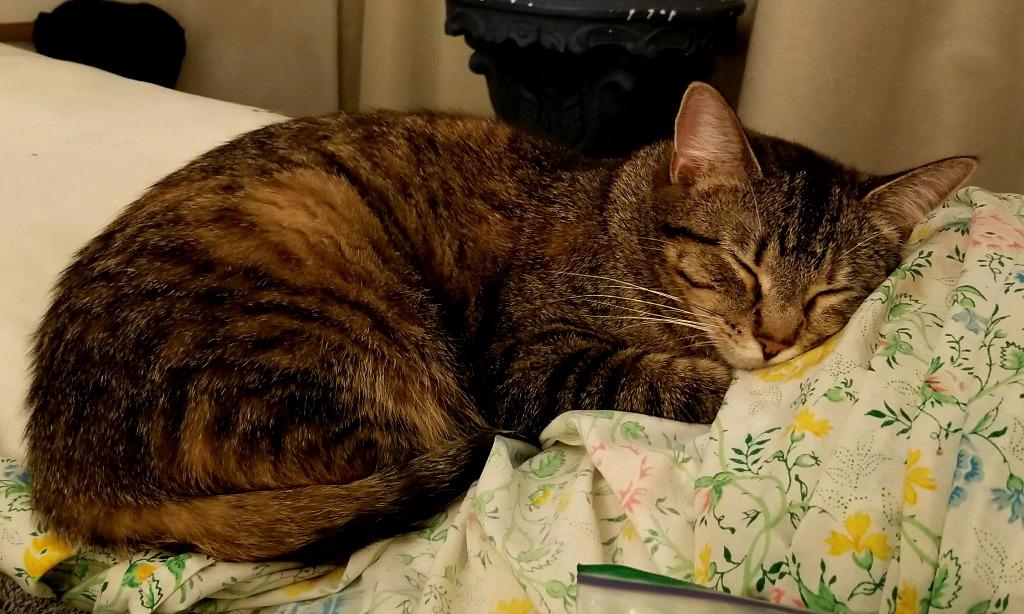 Houdini, Adoptable, Young Female Domestic Short Hair.