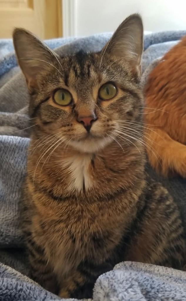 Houdini, a Adoptable mixed breed in St. Cloud, MN image 2/3