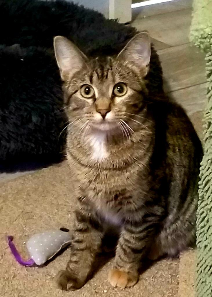 Houdini, a Adoptable mixed breed in St. Cloud, MN image 3/3