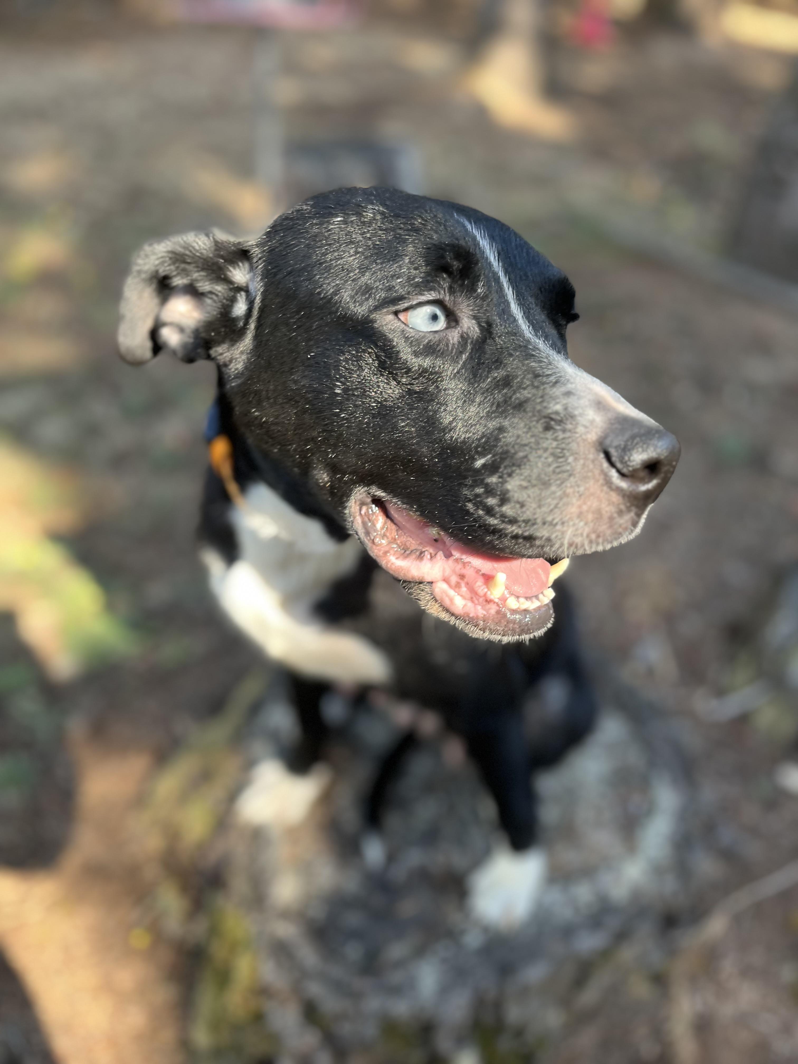 Enlarge LUNA, a Adoptable mixed breed in Tacoma, WA image 1/6