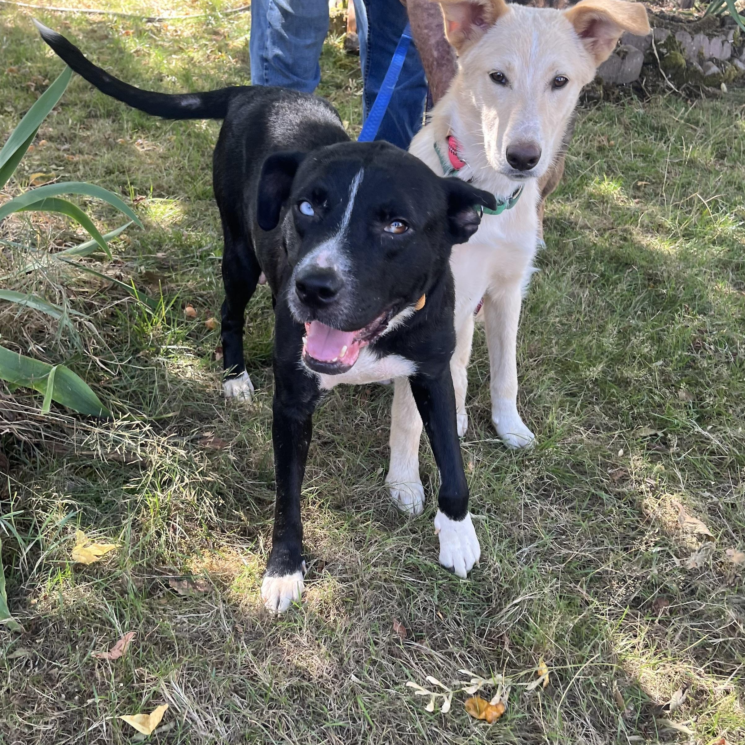 Enlarge LUNA, a Adoptable mixed breed in Tacoma, WA image 3/6