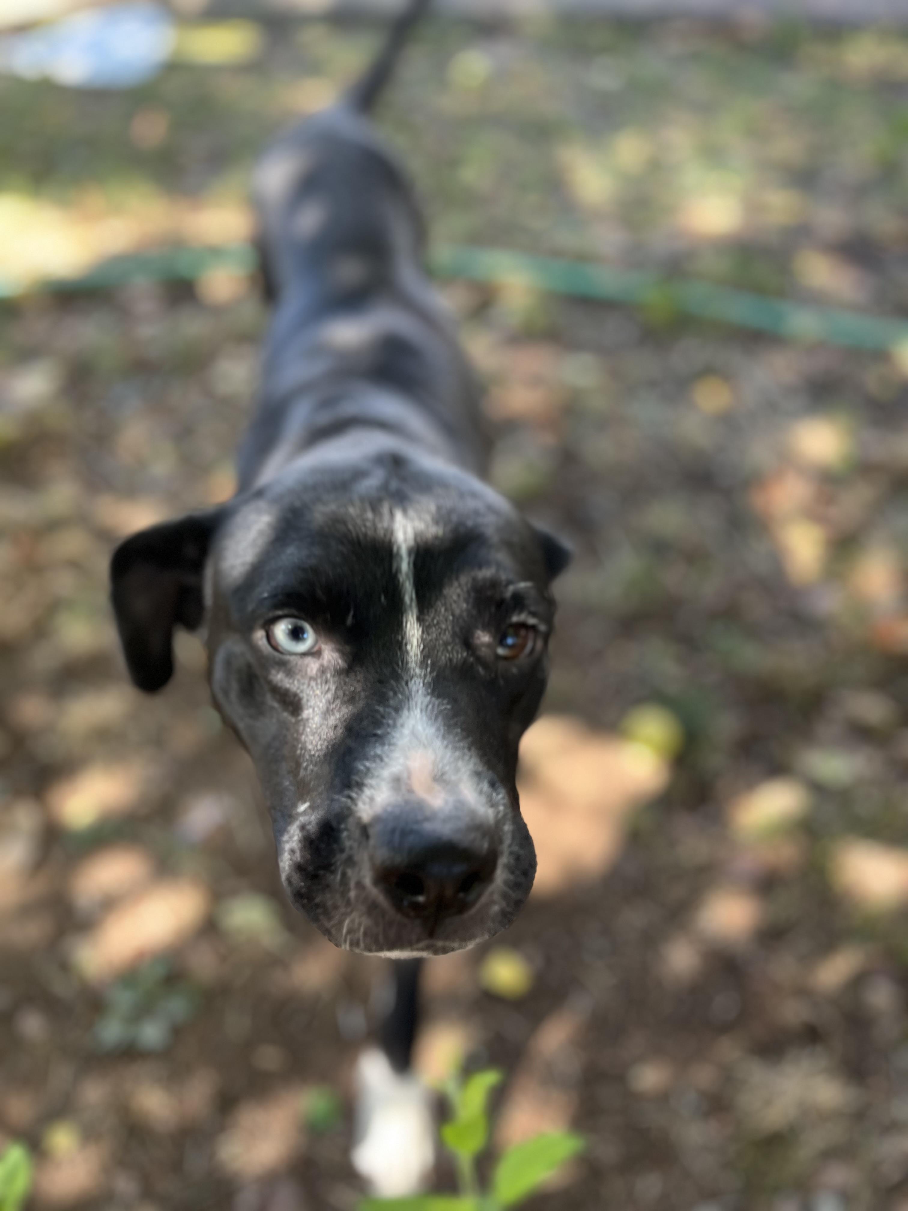 Enlarge LUNA, a Adoptable mixed breed in Tacoma, WA image 4/6