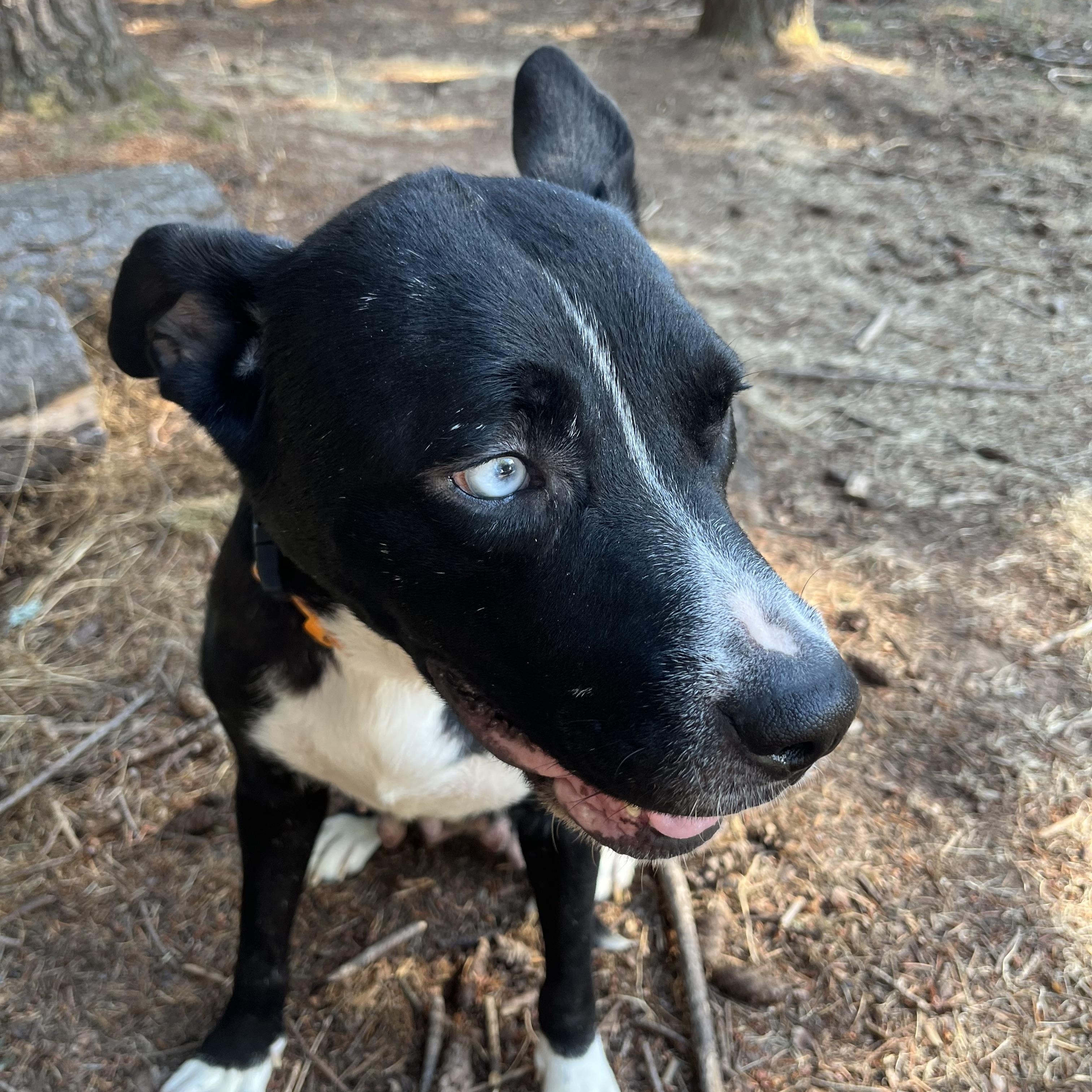 Enlarge LUNA, a Adoptable mixed breed in Tacoma, WA image 5/6