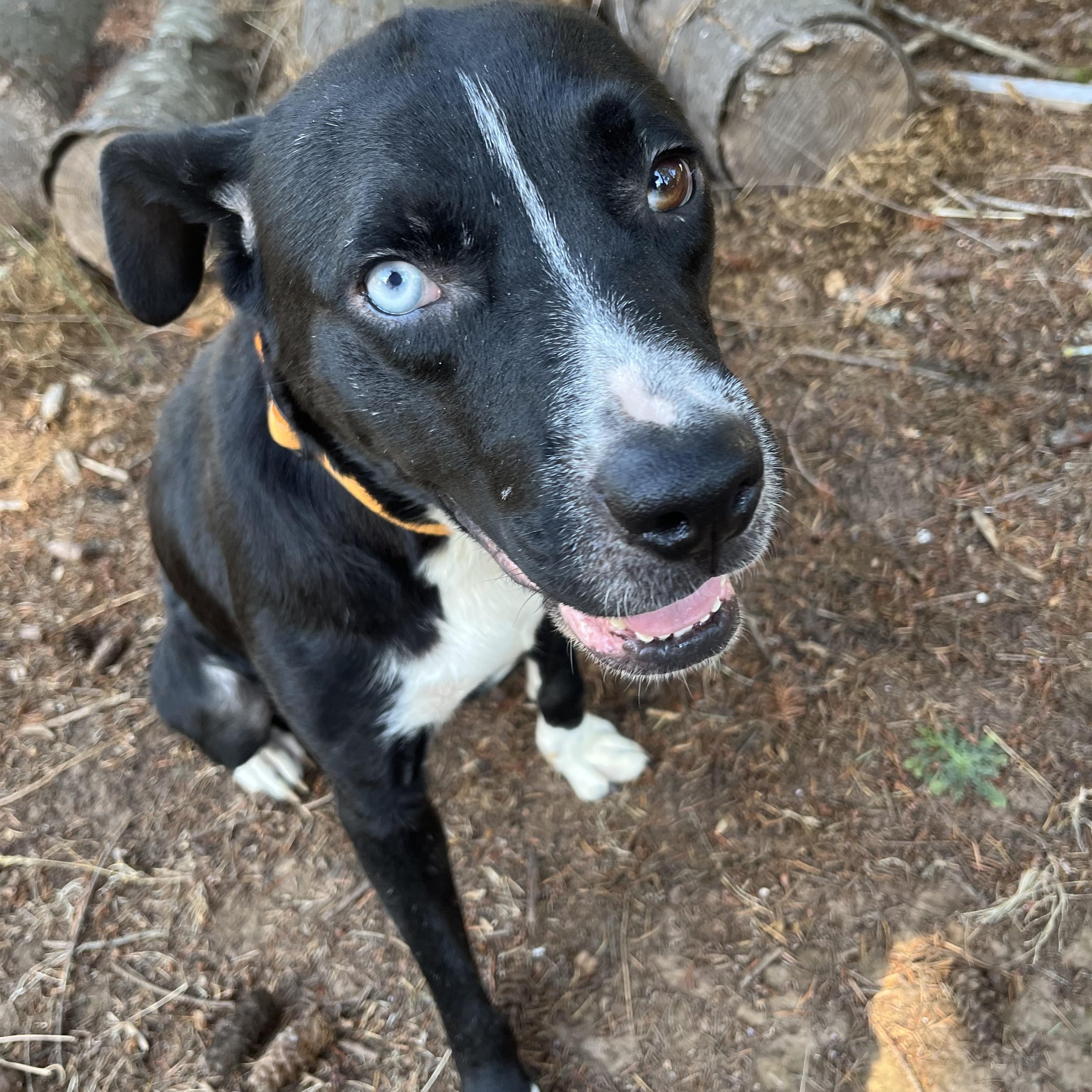 Enlarge LUNA, a Adoptable mixed breed in Tacoma, WA image 2/6