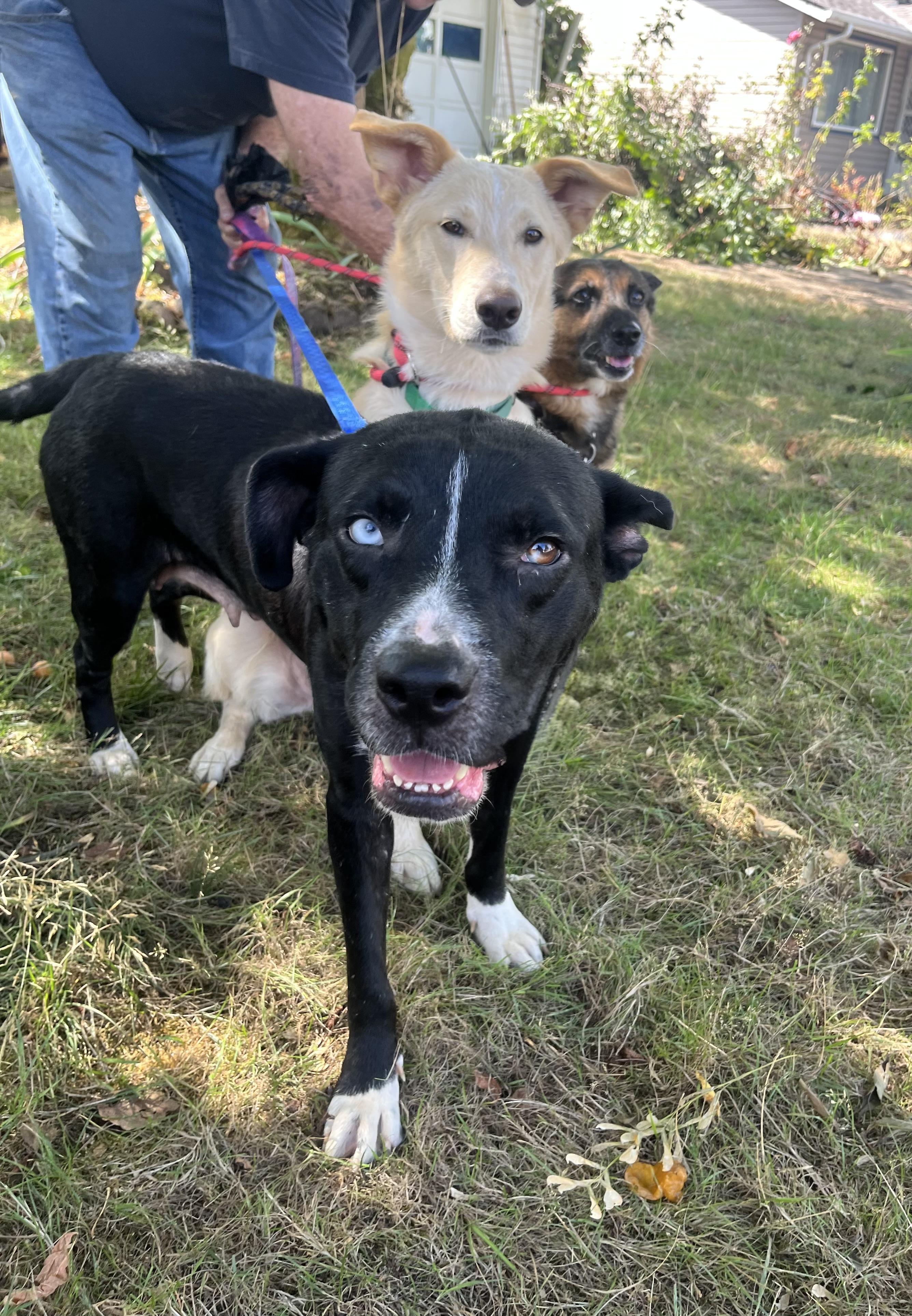 Enlarge LUNA, a Adoptable mixed breed in Tacoma, WA image 6/6