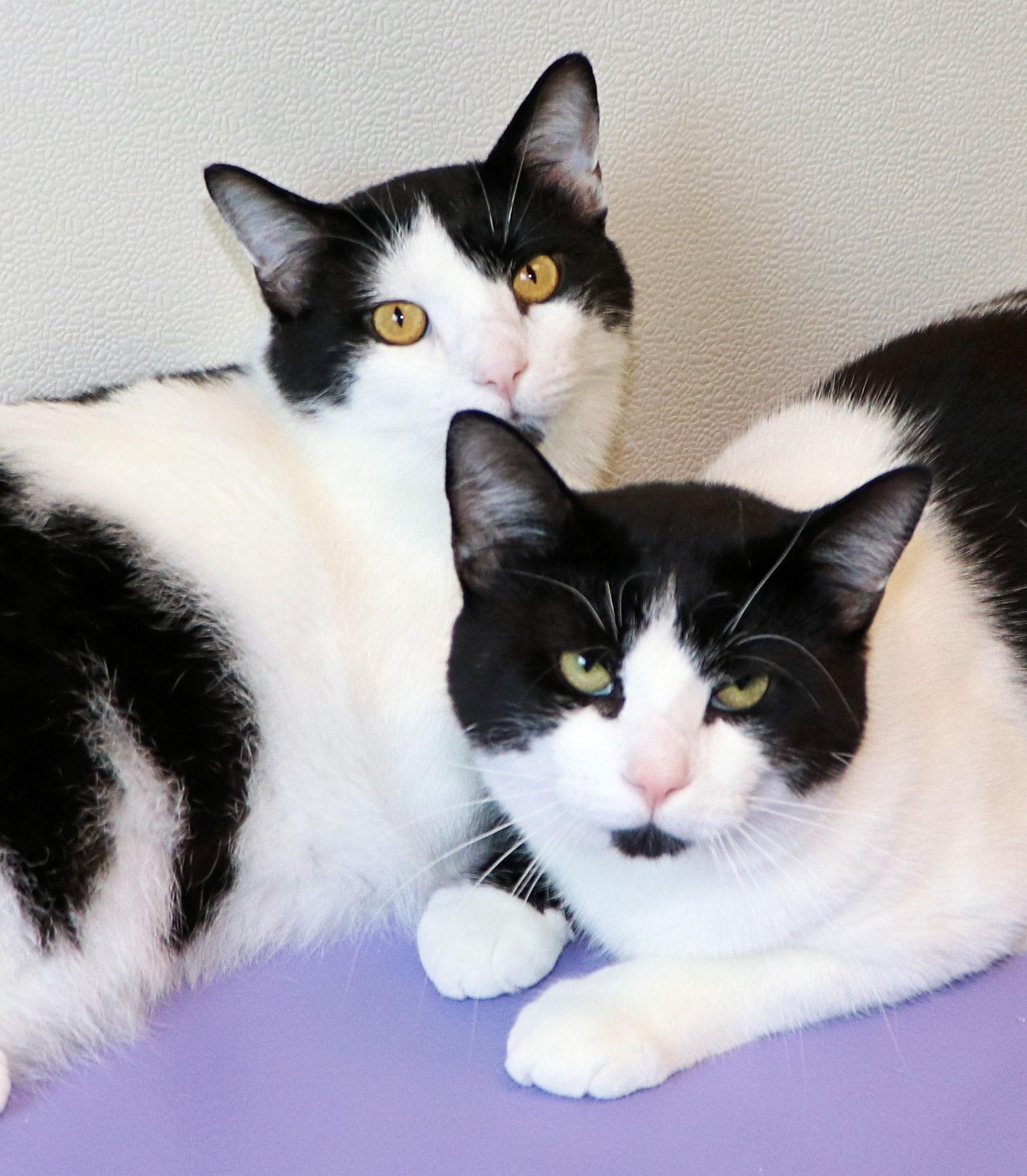 Munro and Douglas, Adult Male Domestic Short Hair