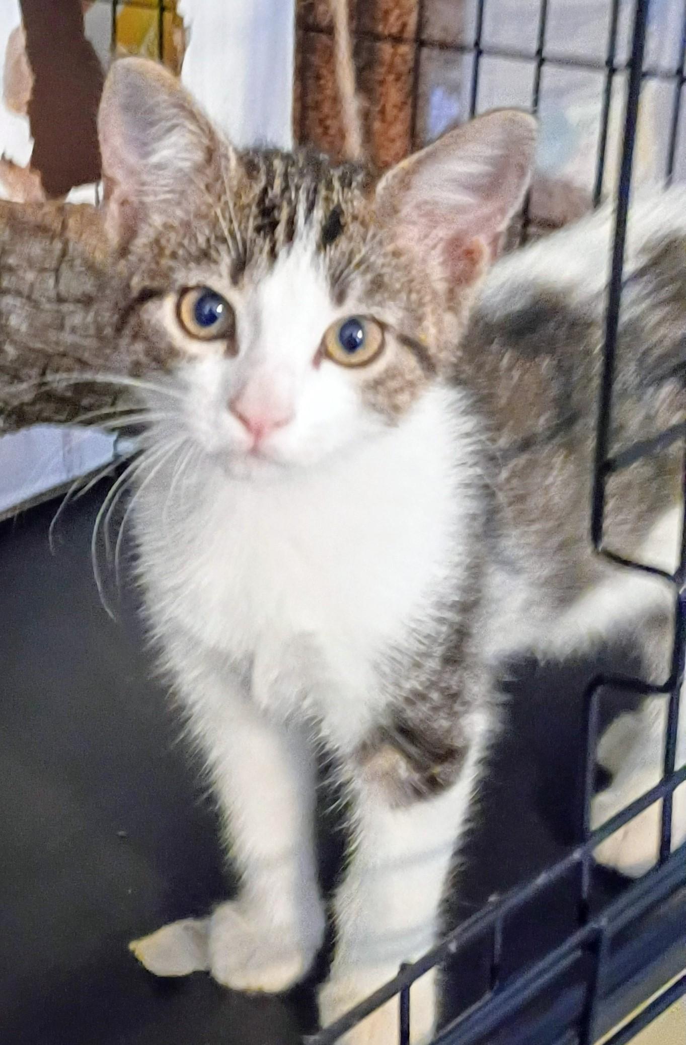 ZEVA, ADOPTABLE, Kitten Female Domestic Short Hair.