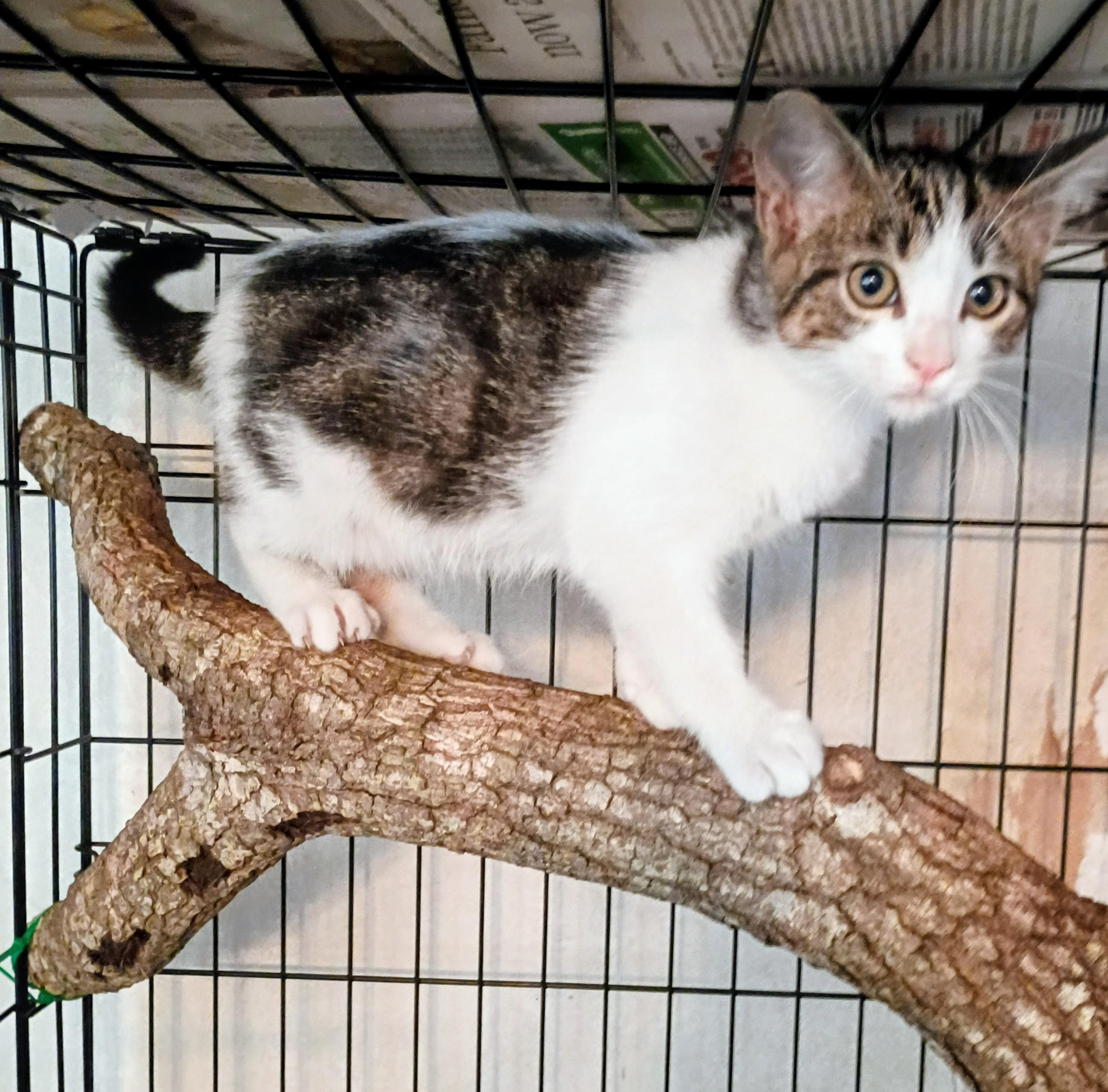 ZEVA, a ADOPTABLE mixed breed in Olympia, WA image 2/3