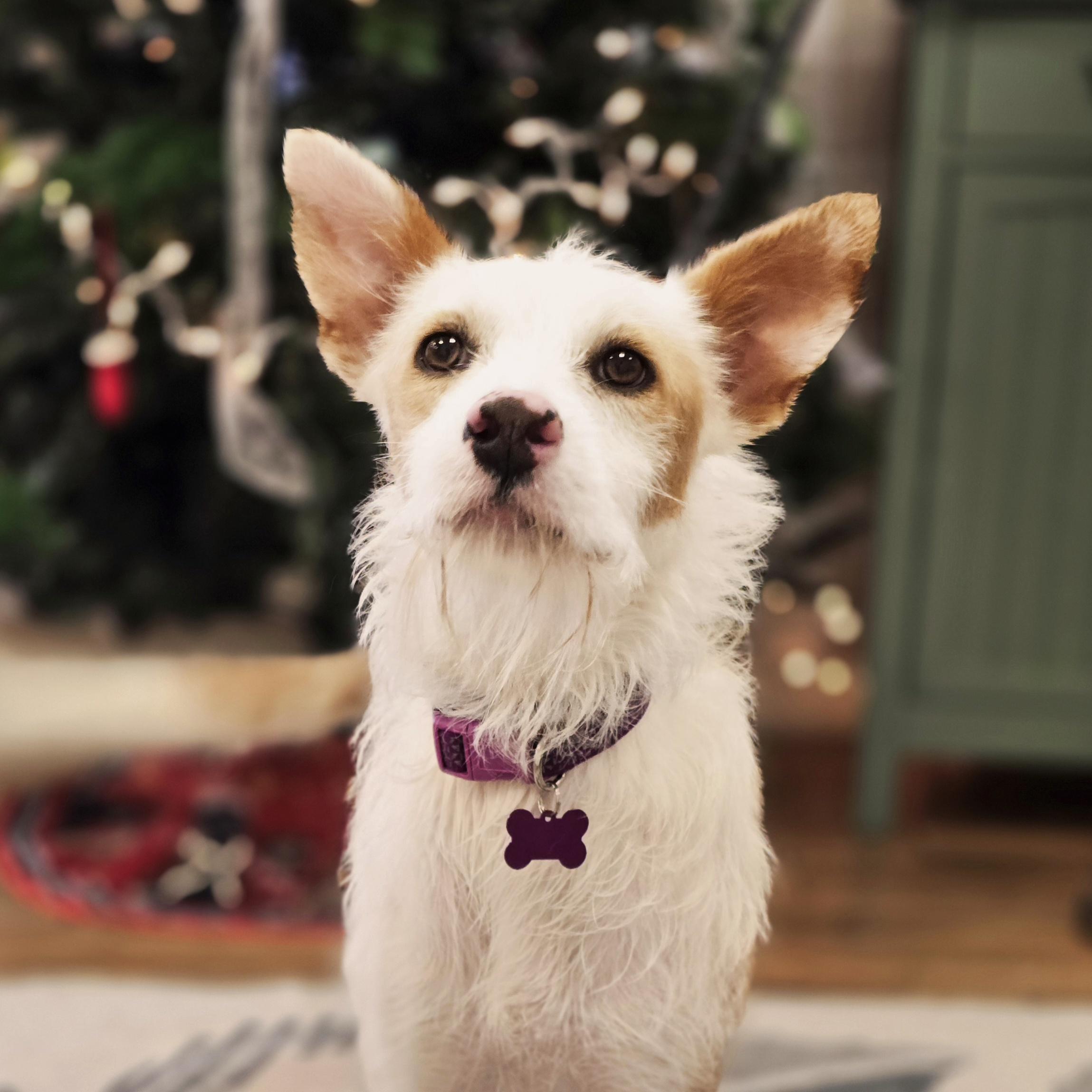 Kirin, Adoptable, Adult Female Terrier.