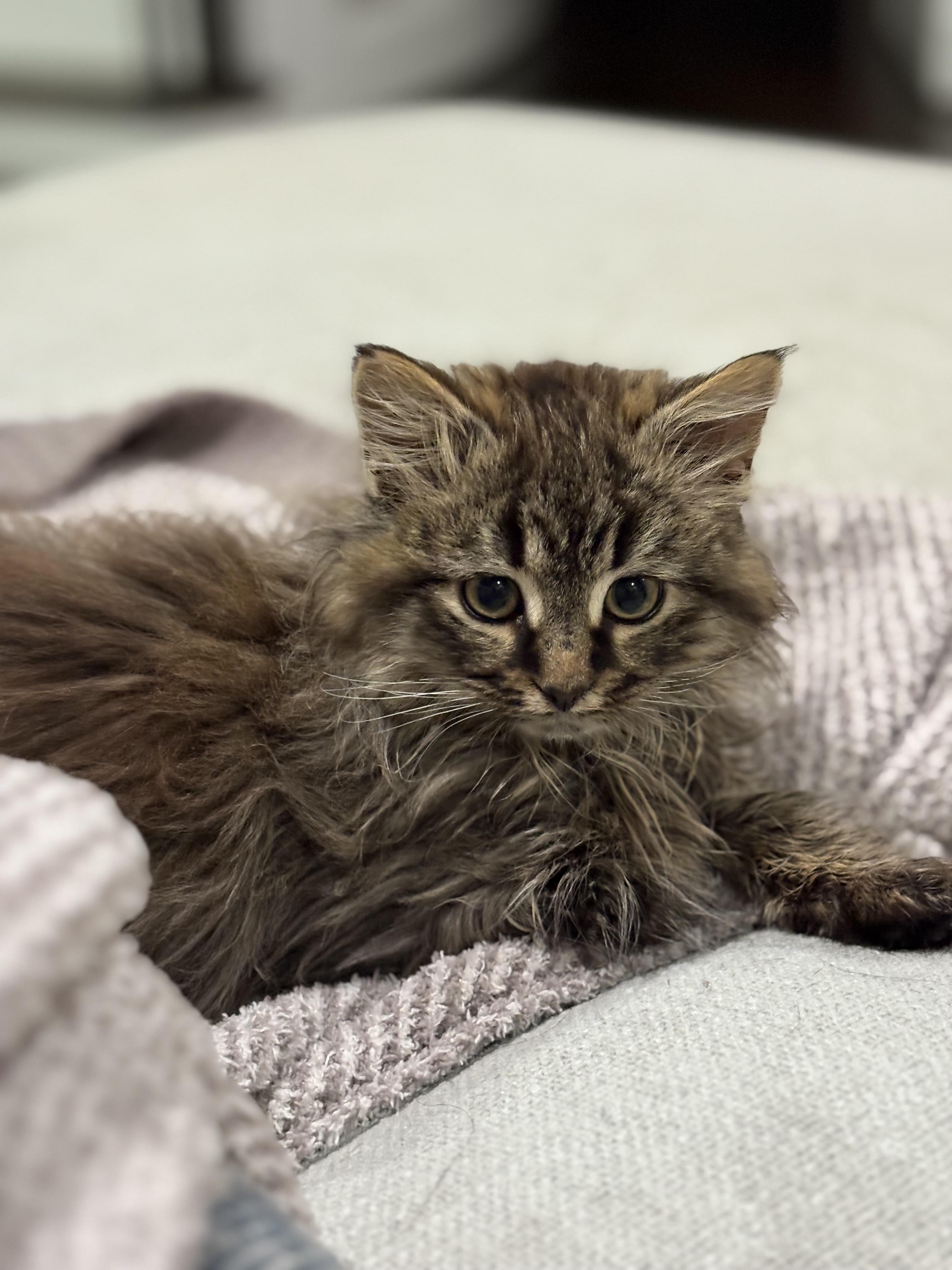 Yuki, Adoptable, Kitten Female Domestic Long Hair & Tabby.