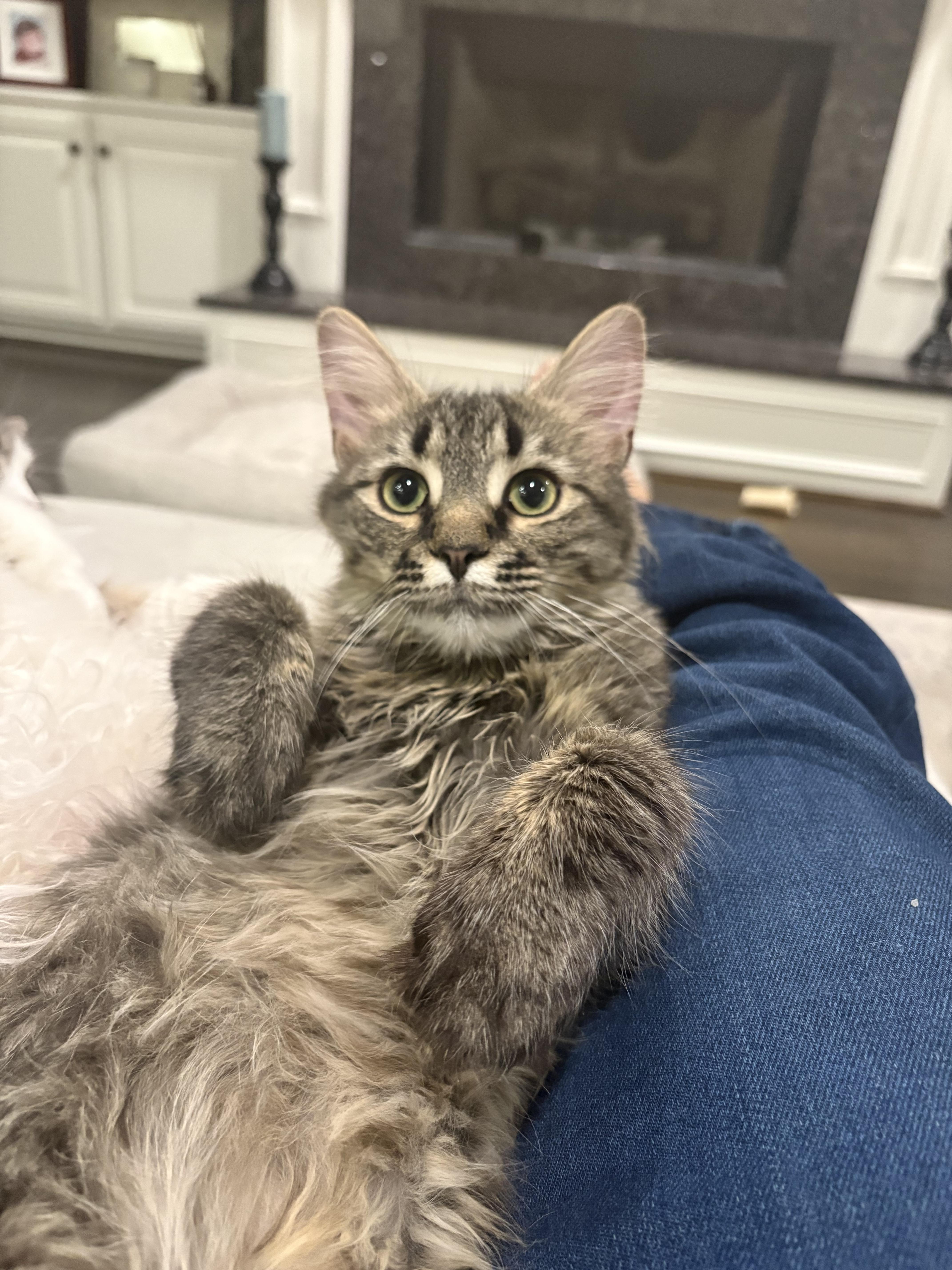 Yuki, Adoptable, Kitten Female Domestic Long Hair & Tabby.