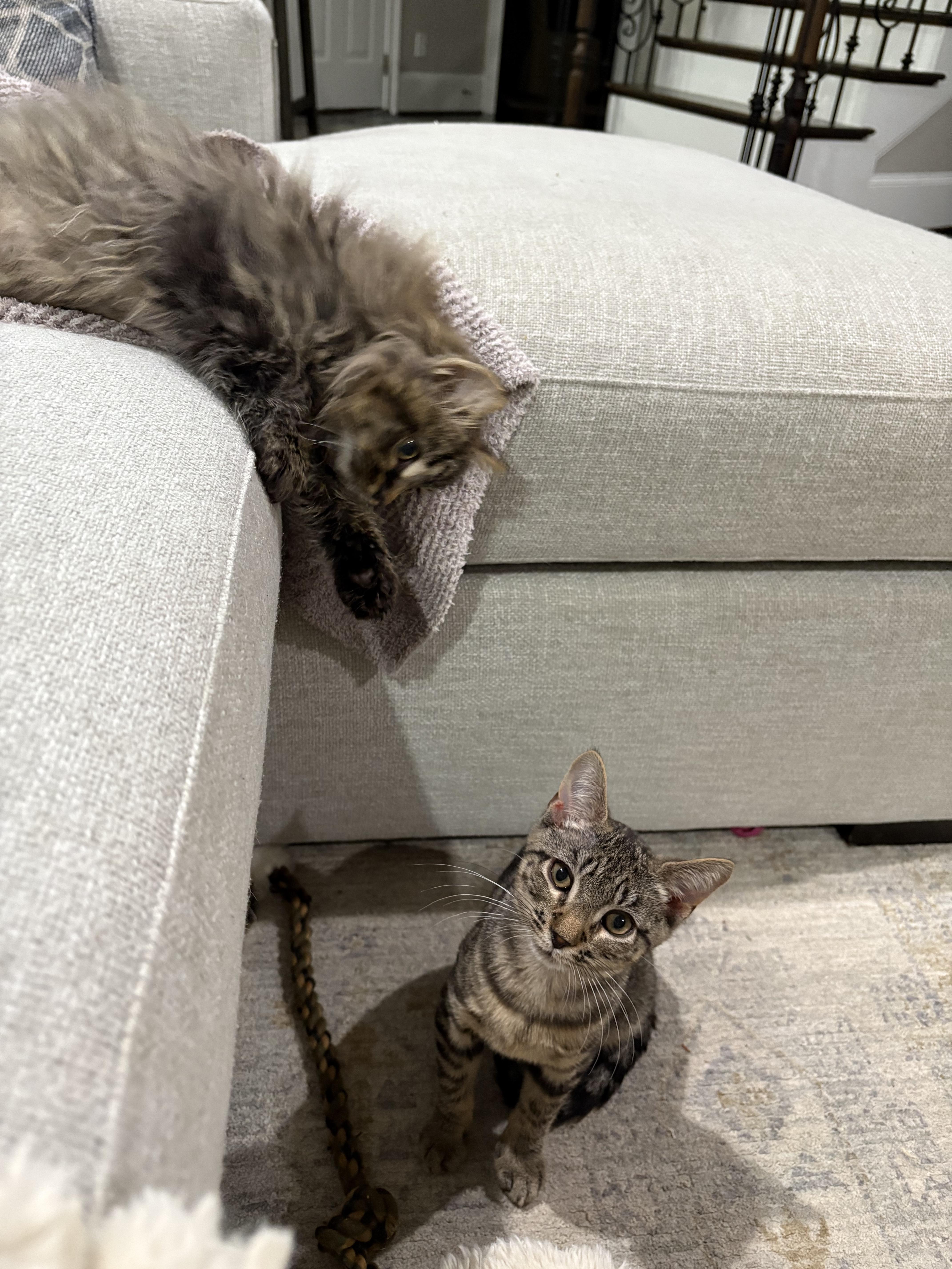 Enlarge Yuki, a Adoptable mixed breed in Charlotte, NC image 2/3