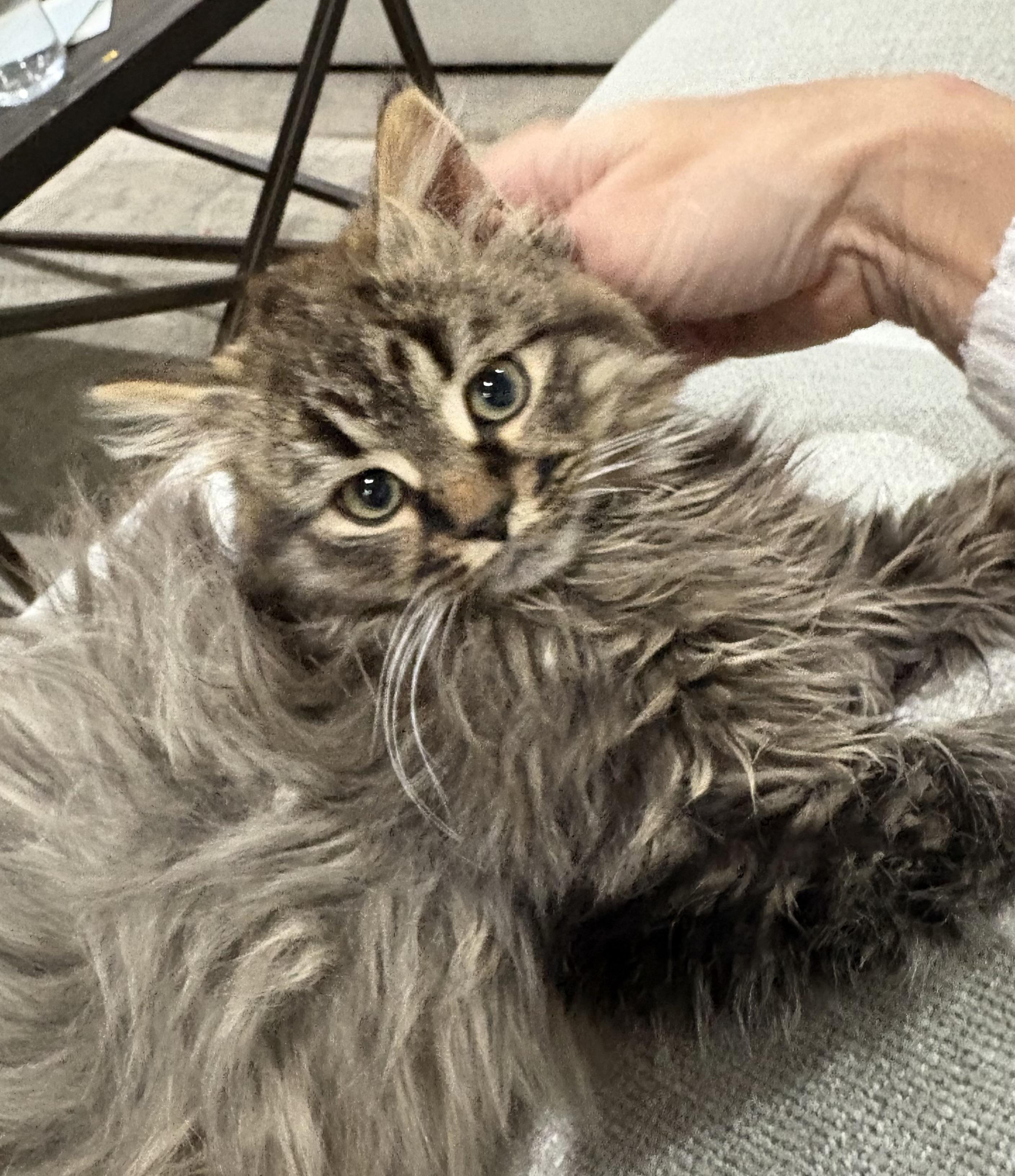 Enlarge Yuki, a Adoptable mixed breed in Charlotte, NC image 3/3