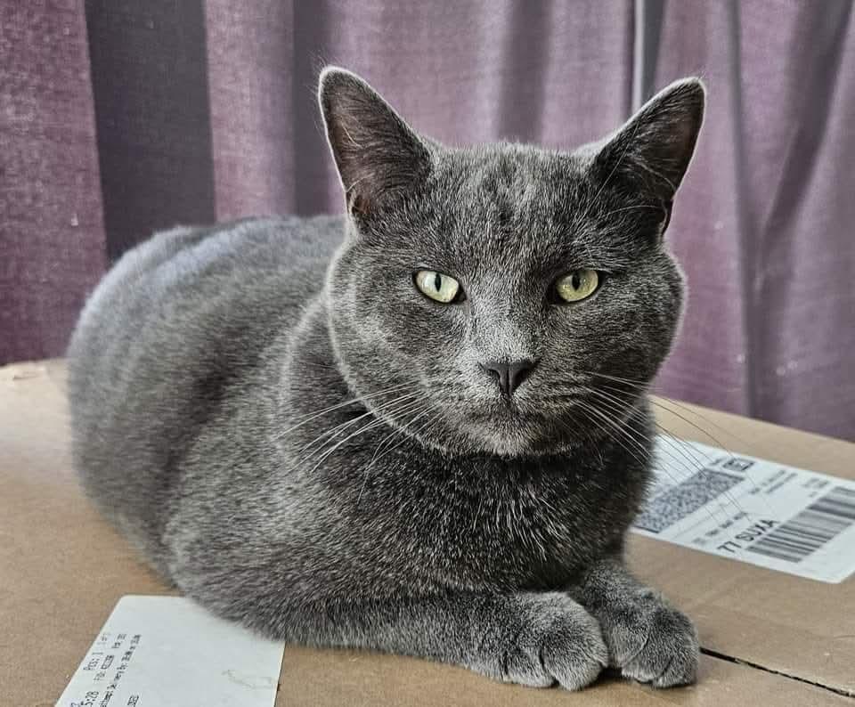 Earl, Adult Male Domestic Short Hair