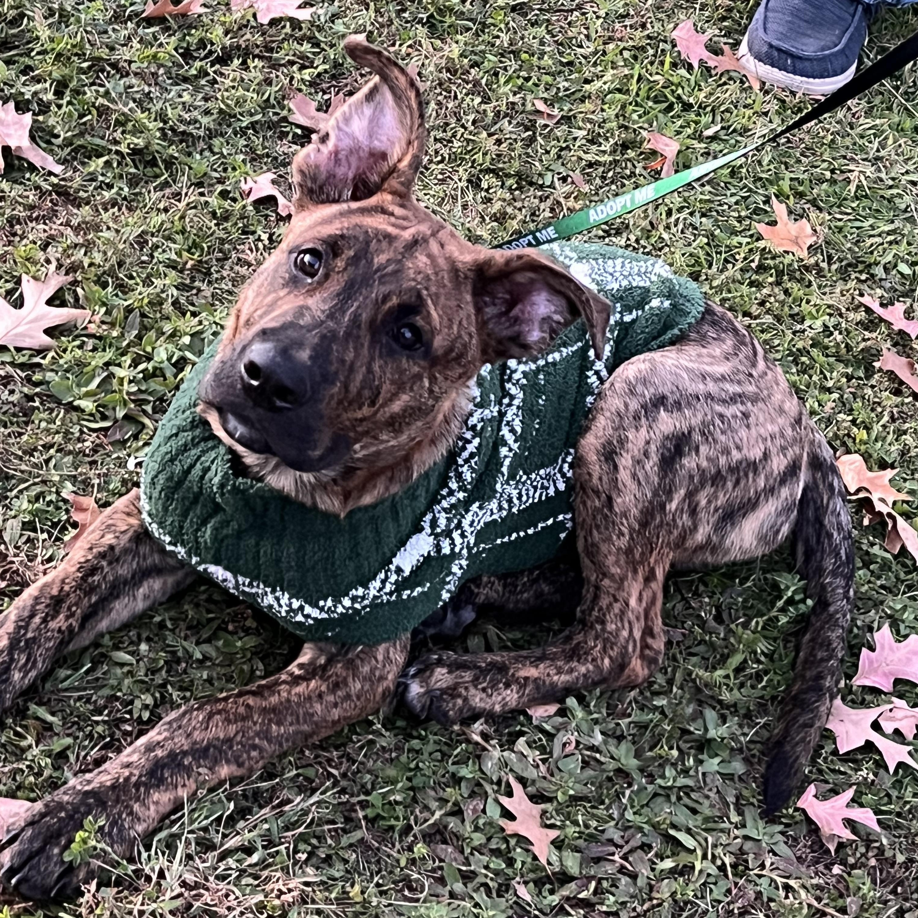 Enlarge Bear , a ADOPTABLE German Shepherd Dog in Palm Coast, FL image 3/4