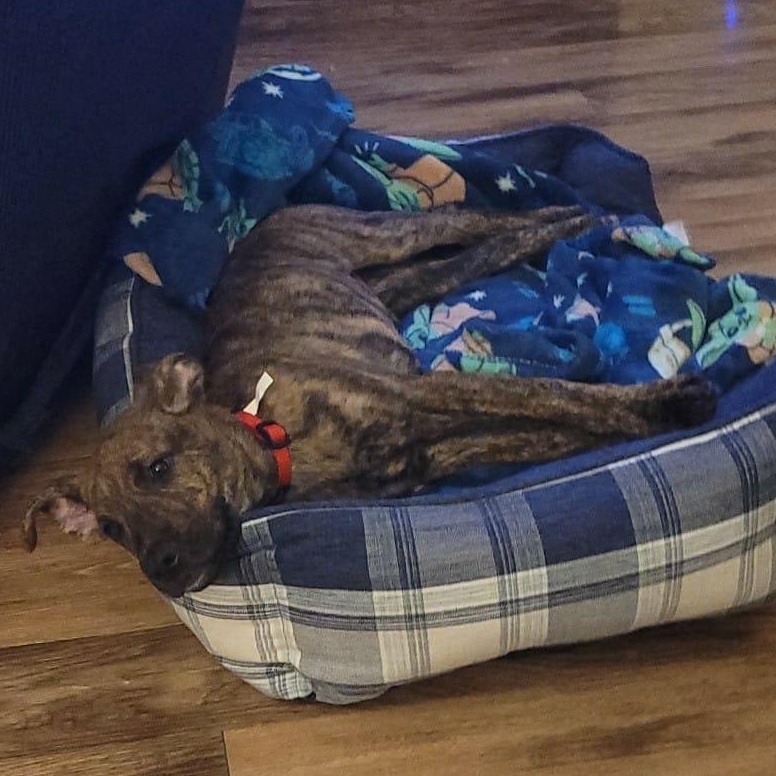 Enlarge Bear , a ADOPTABLE German Shepherd Dog in Palm Coast, FL image 2/4