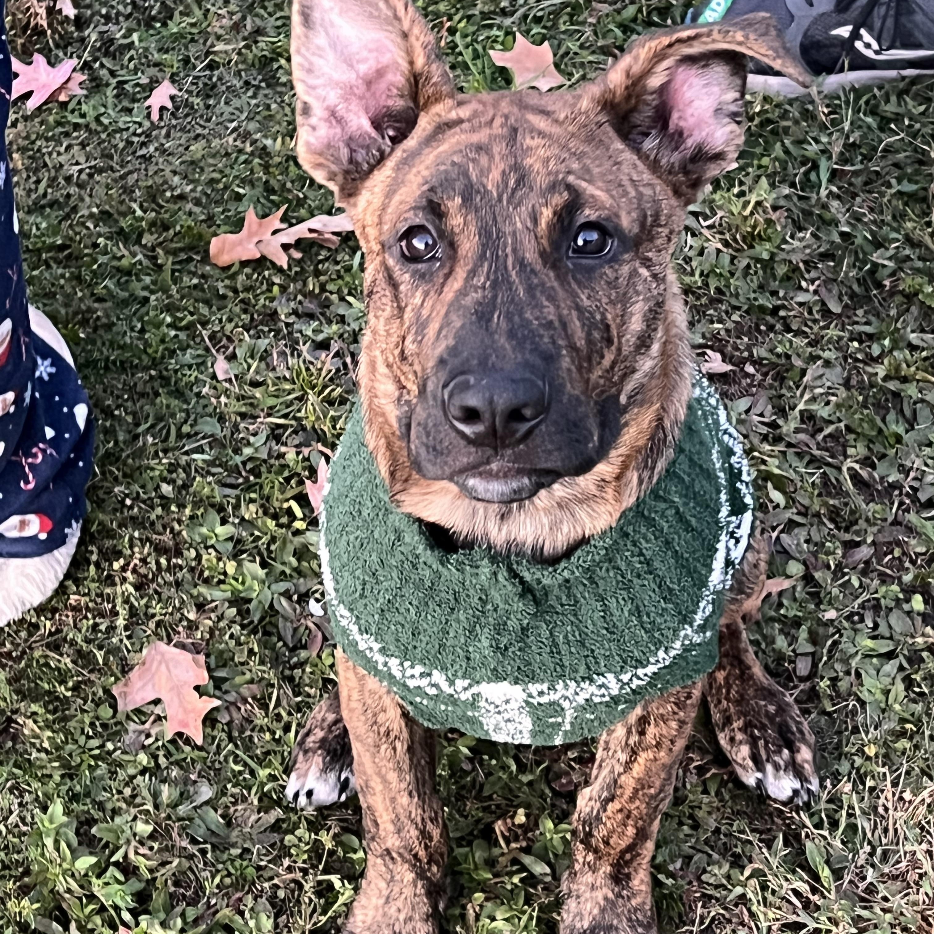 Bear , ADOPTABLE, Puppy Male German Shepherd Dog.