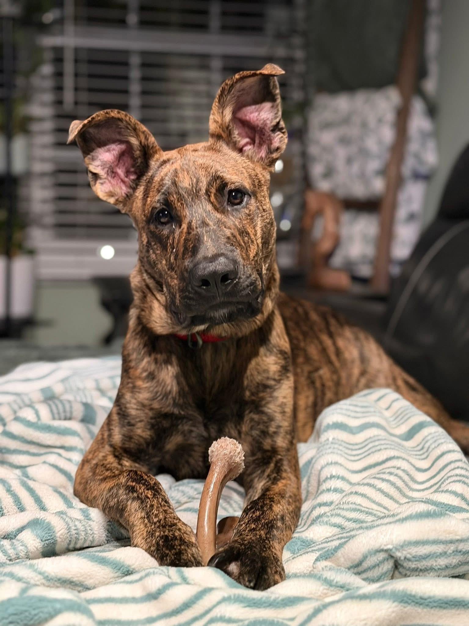 Enlarge Bear , a ADOPTABLE German Shepherd Dog in Palm Coast, FL image 1/4