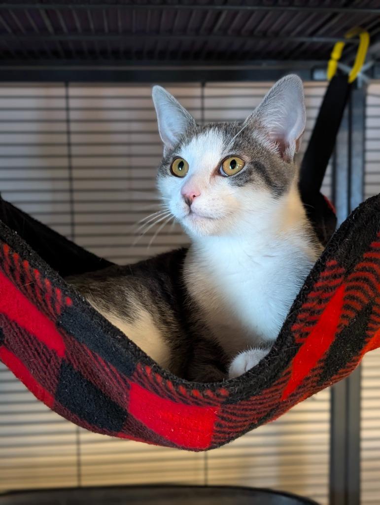 Chase, Adoptable, Kitten Female Domestic Short Hair.