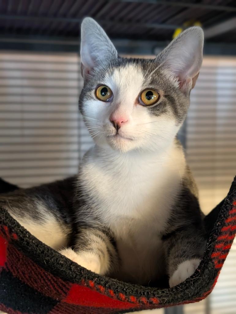 Enlarge Chase, a Adoptable mixed breed in Shelton, WA image 2/4