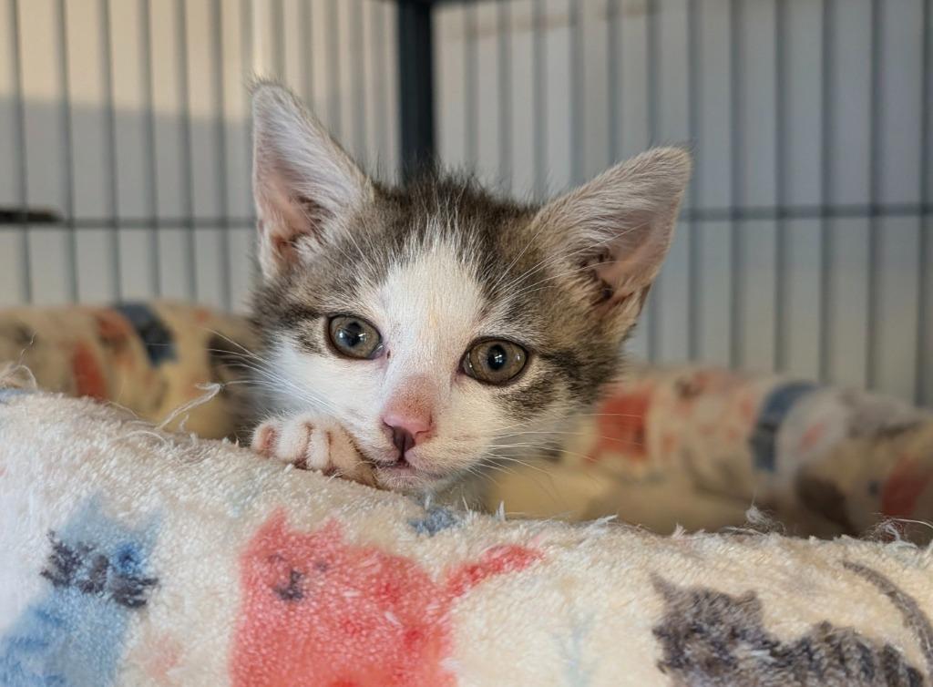 Enlarge Chase, a Adoptable mixed breed in Shelton, WA image 3/4