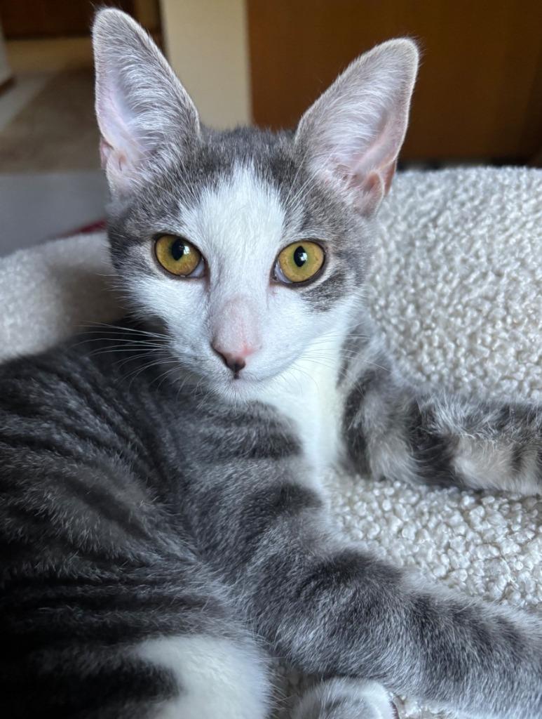Enlarge Chase, a Adoptable mixed breed in Shelton, WA image 4/4