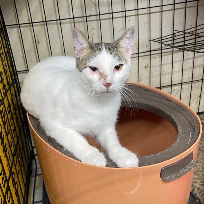 Enlarge Bubble gum, a Adoptable mixed breed in New Orleans, LA image 1/1