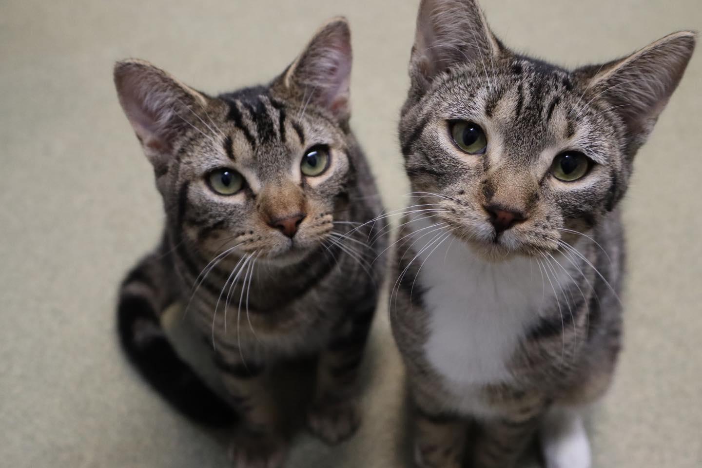 Wednesday & Thing, adopted, Young Female Domestic Short Hair.