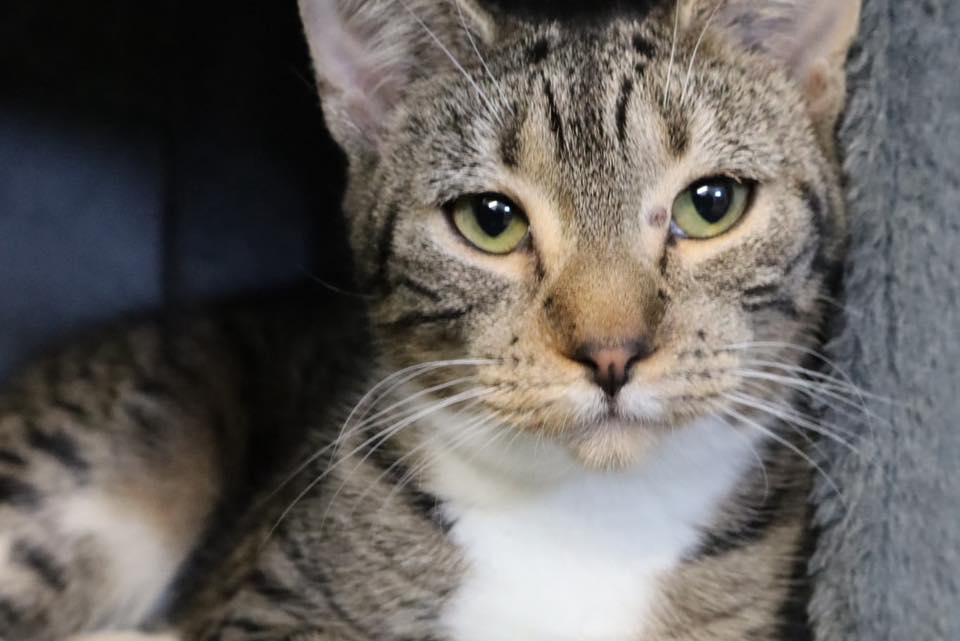 Wednesday & Thing, an adopted Domestic Short Hair in Bloomfield, NJ image 5/5