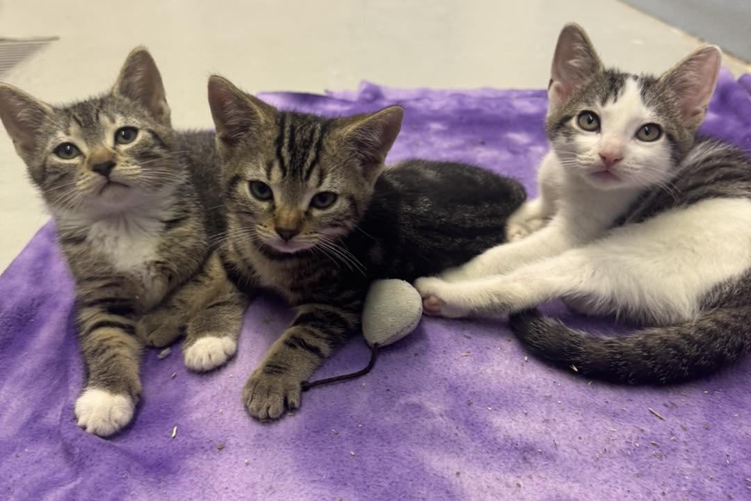 Wednesday & Thing, an adopted Domestic Short Hair in Bloomfield, NJ image 4/5