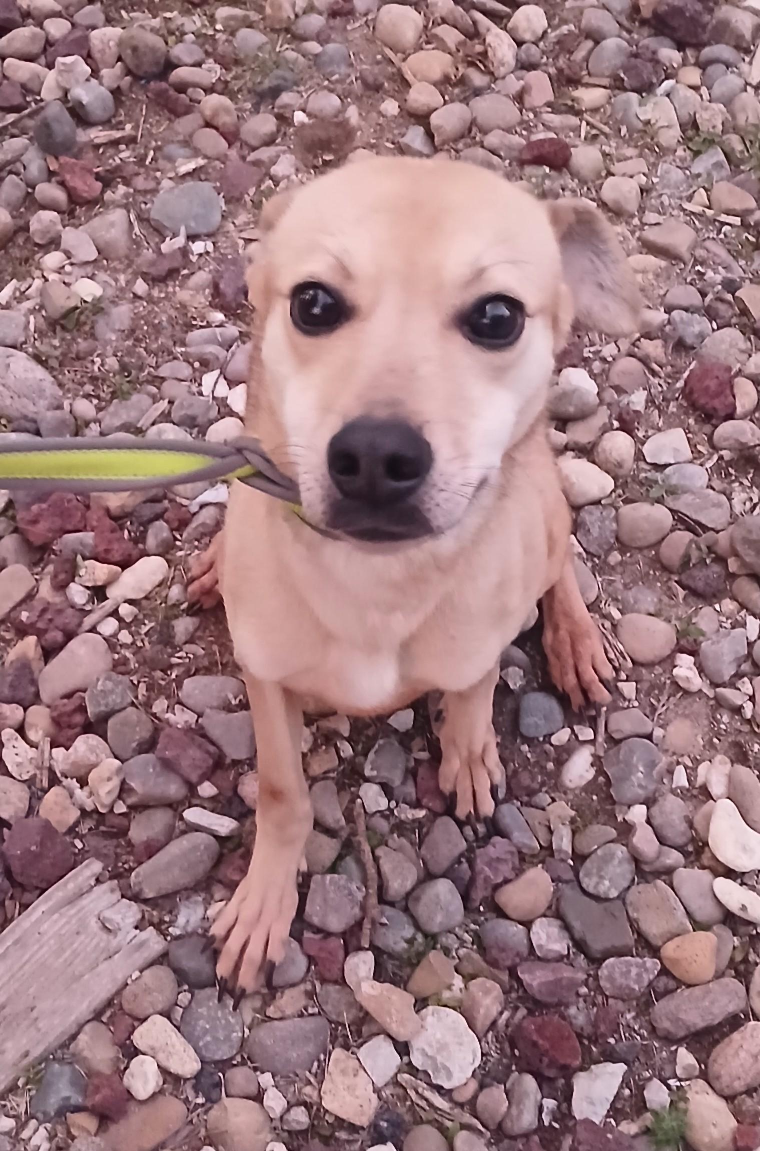 Karli, Adult Female Labrador Retriever