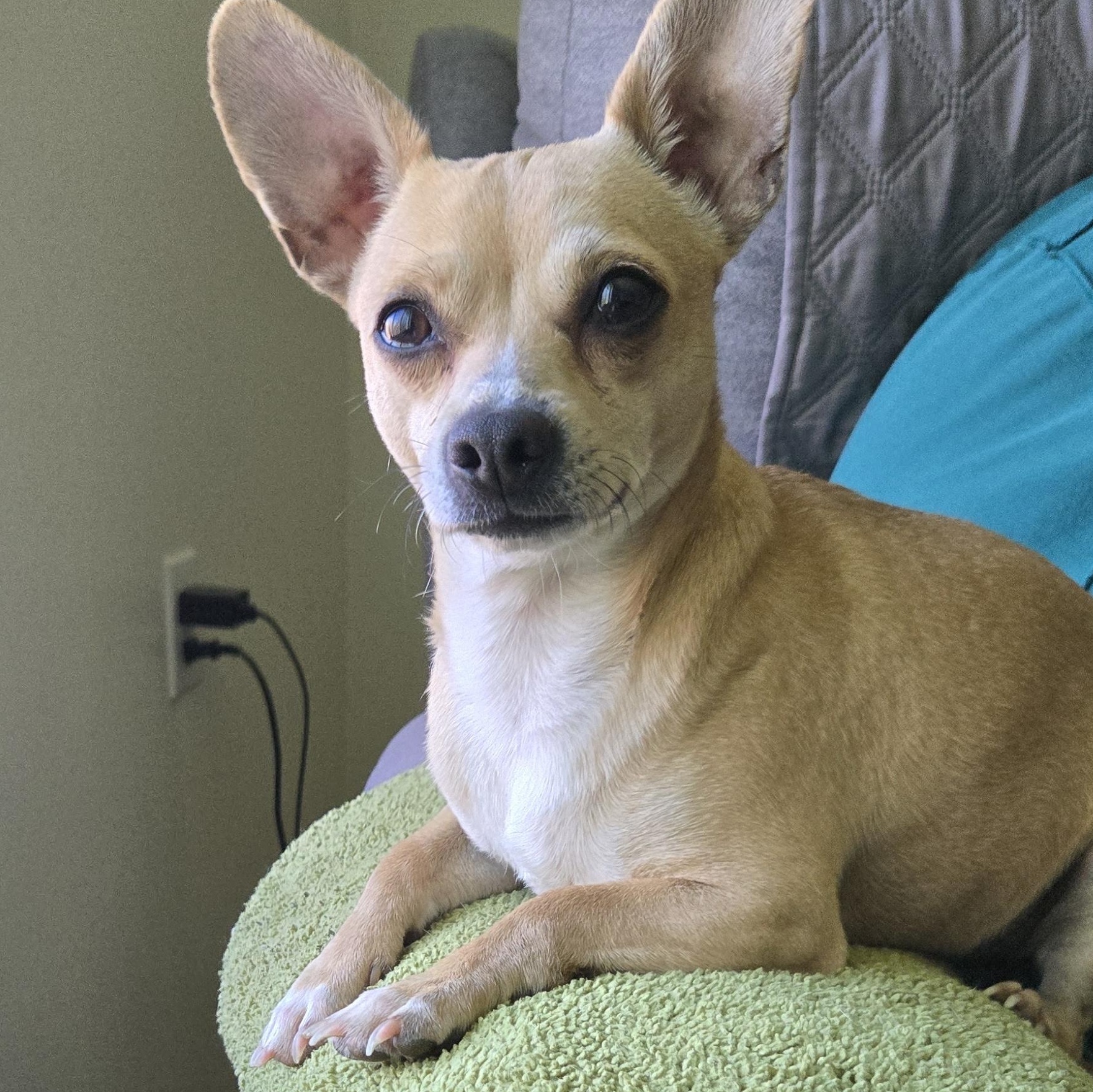 Yoda, Adoptable, Adult Male Chihuahua.