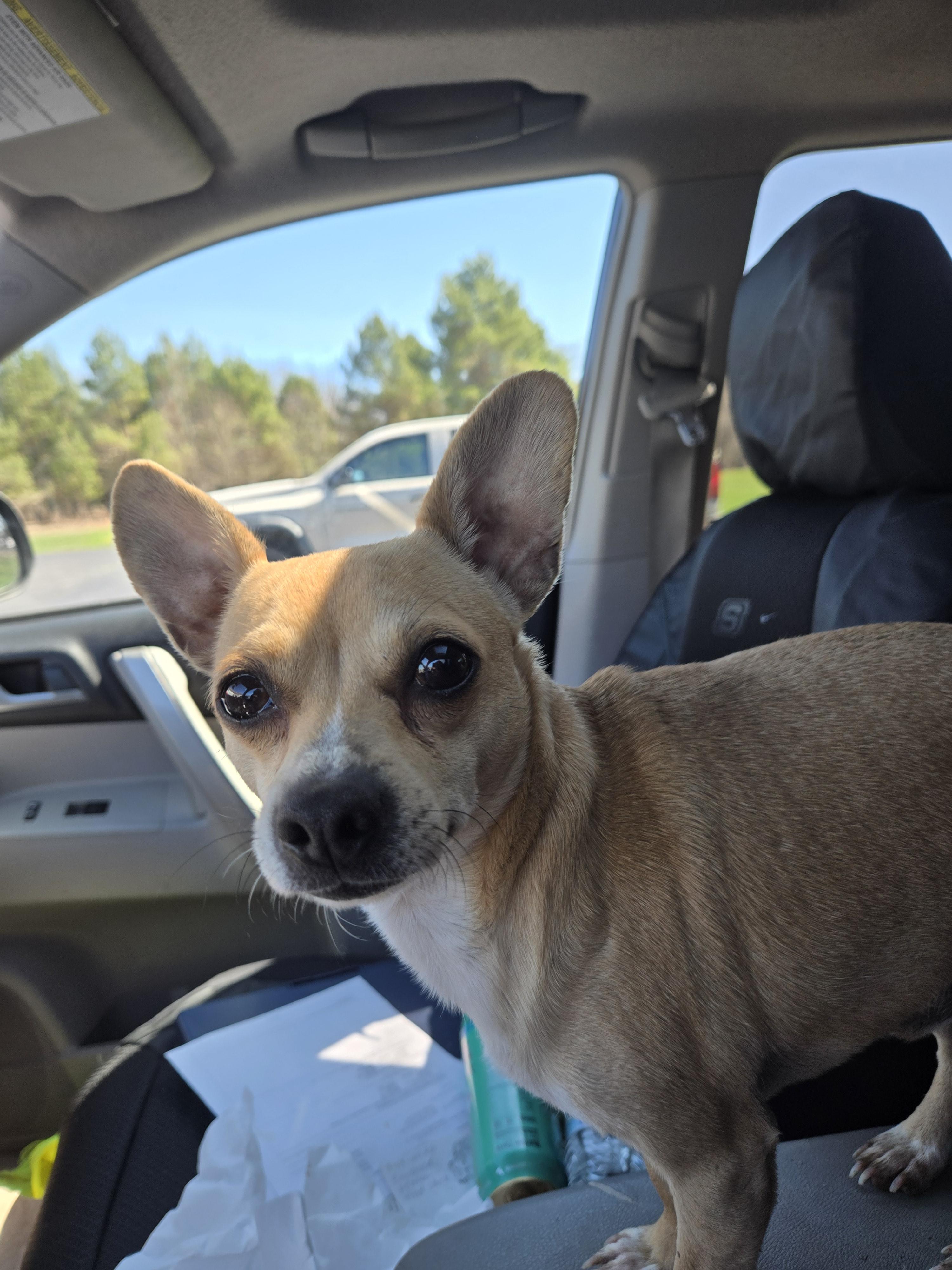 Enlarge Yoda, a Adoptable Chihuahua in Friendship, NY image 3/3