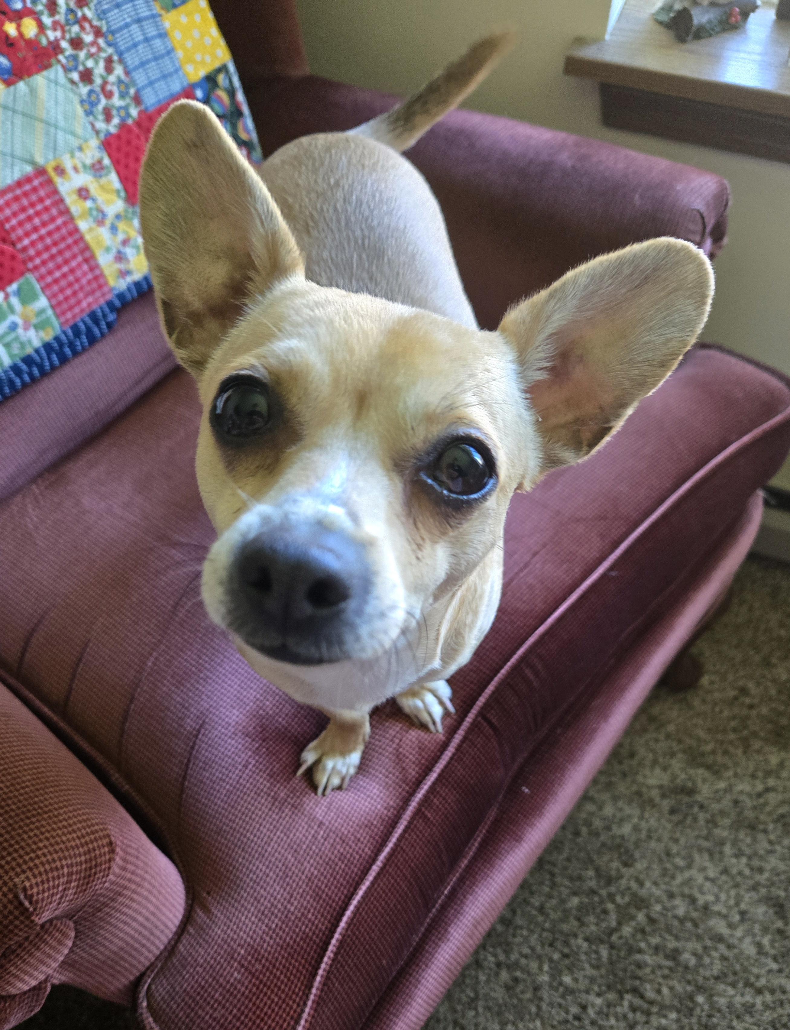 Enlarge Yoda, a Adoptable Chihuahua in Friendship, NY image 2/3