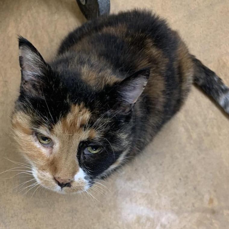 Enlarge Paula, a Adoptable Calico in Thayne, WY image 1/5